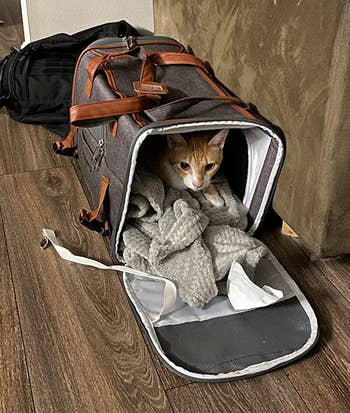 a reviewer photo of a cat in the open gray pet carrier 