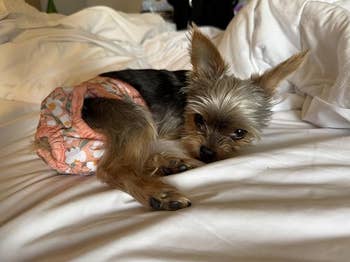 Small canine lying connected a bed, wearing floral-patterned canine pants