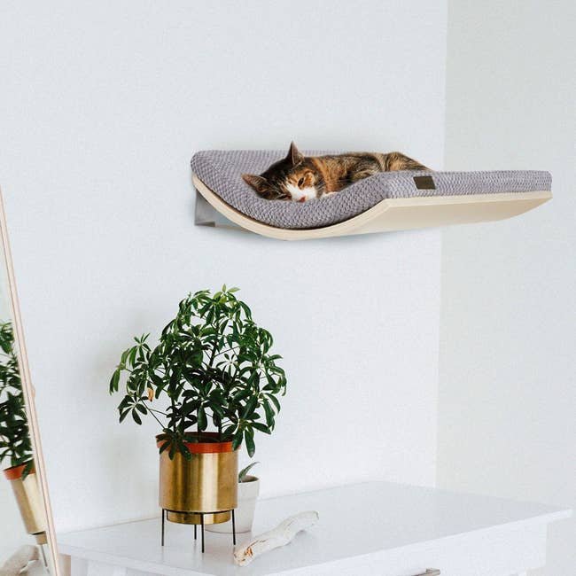 cat napping in wall mounted shelf