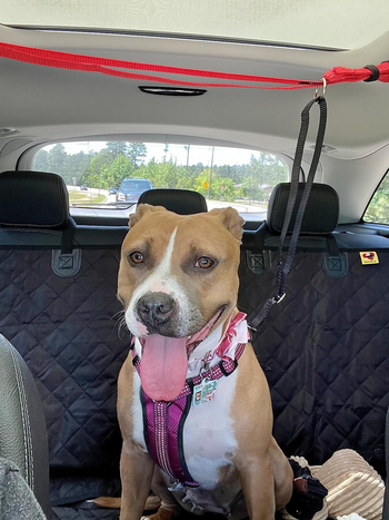 Reviewer's pitbull attached to zipline