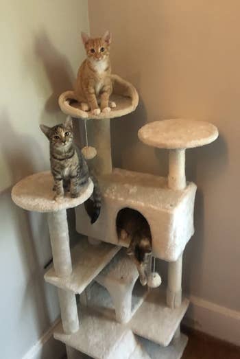 reviewer's three kittens playing on beige cat tree