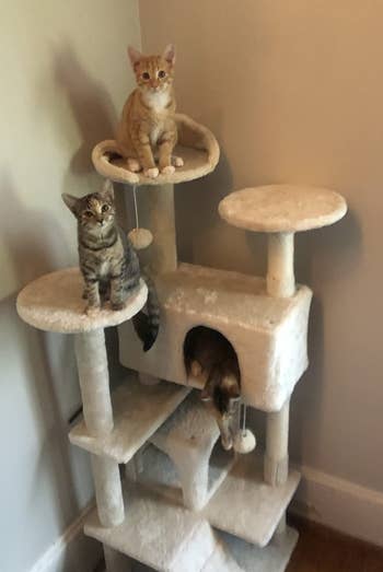 reviewer's three kittens playing on beige cat tree
