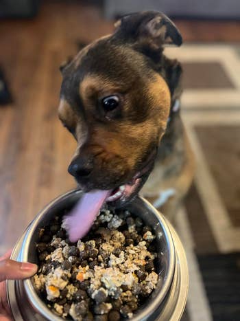 Dog eagerly licks a vessel  of mixed kibble and bedewed  food, held by a manus  connected  a surviving  country   floor