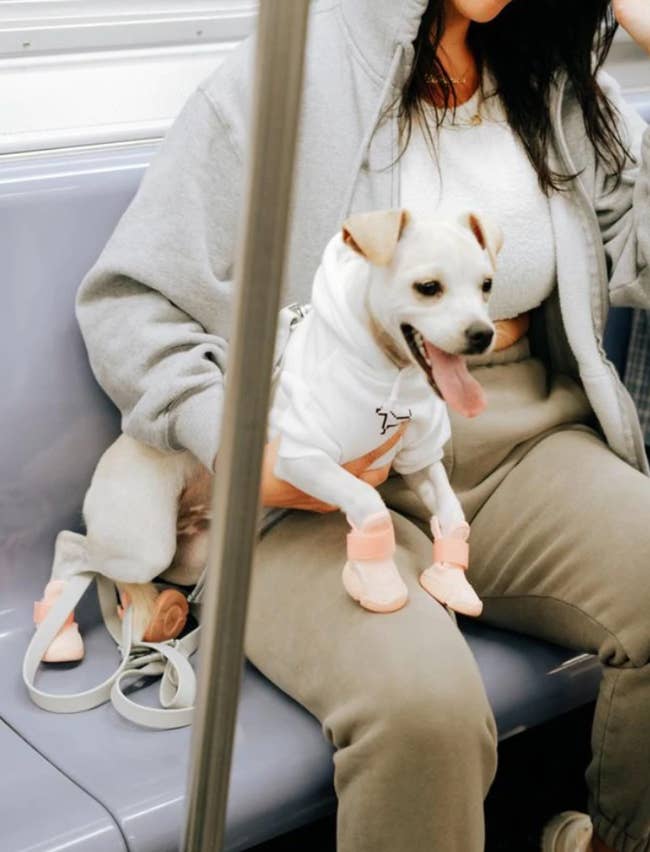 small dog wears pink dog shoes over paws while traveling on subway with pet parent