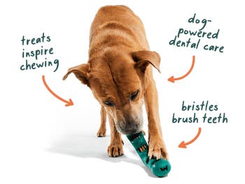 Dog chewing a green dental toy with arrows pointing to text: