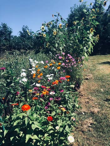 reviewer showing their outdoor garden full of colorful flowers grown from the seeds