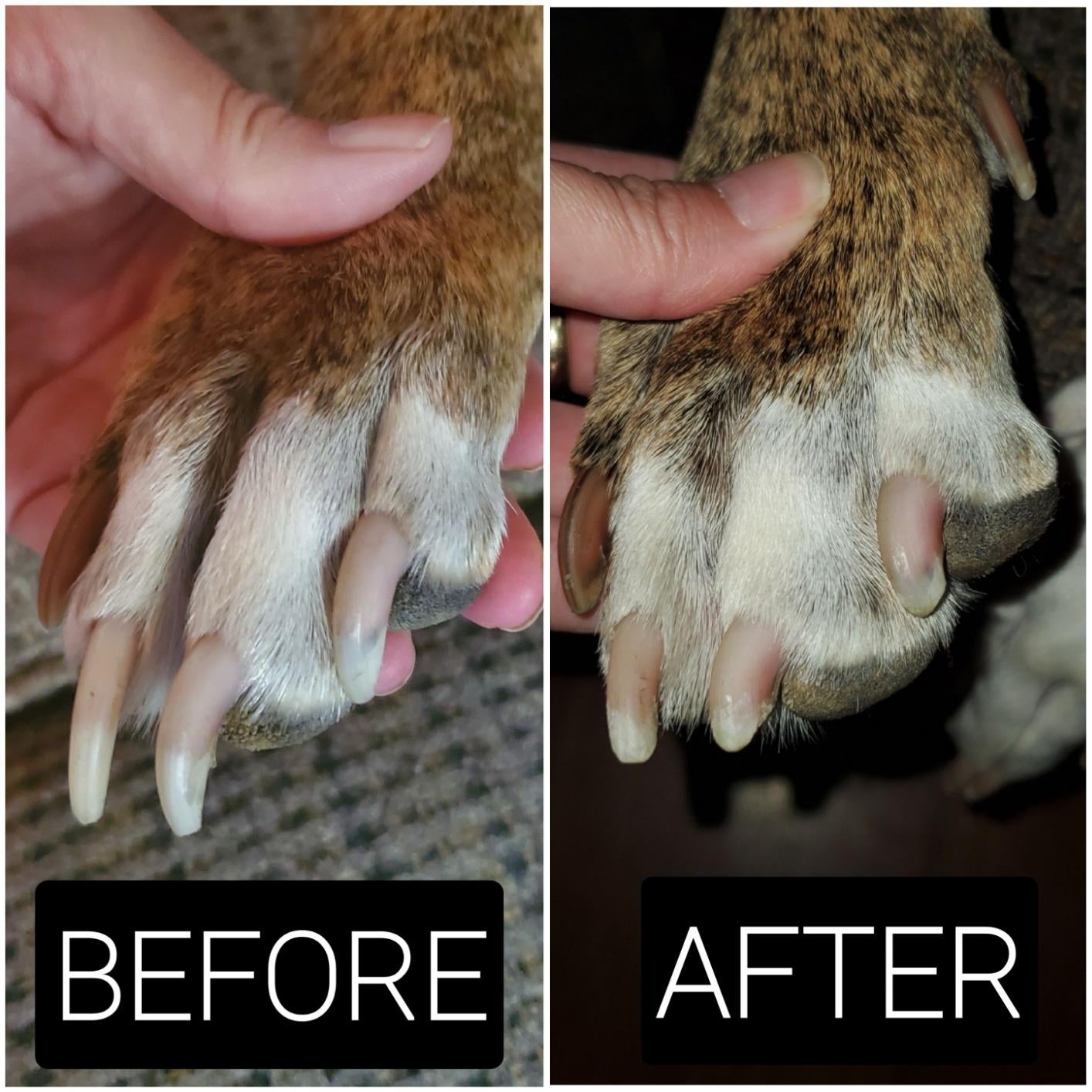 before photo of a dog's overgrown nails next to an after photo of the same dog's shorter nails that have been ground down