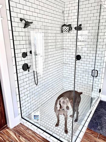 reviewer's dog in a glass shower stall that's sparkling clean after using the cleaner