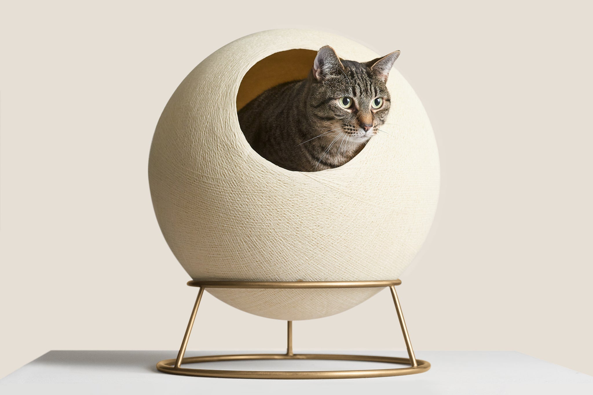 gray cat inside a spherical cat bed with a gold stand
