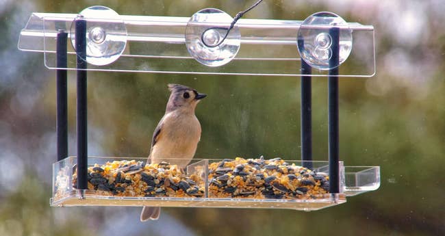 A reviewer's feeder with a bird visiting
