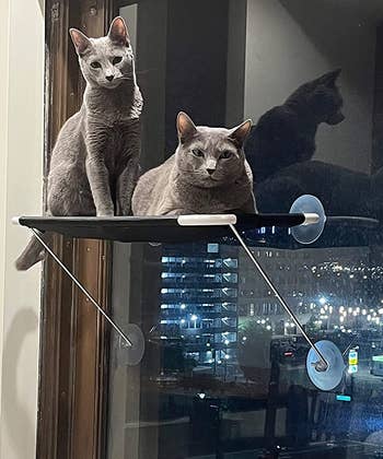 two cats sitting on a suction cup window seat