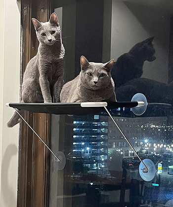 two cats sitting on a suction cup window seat