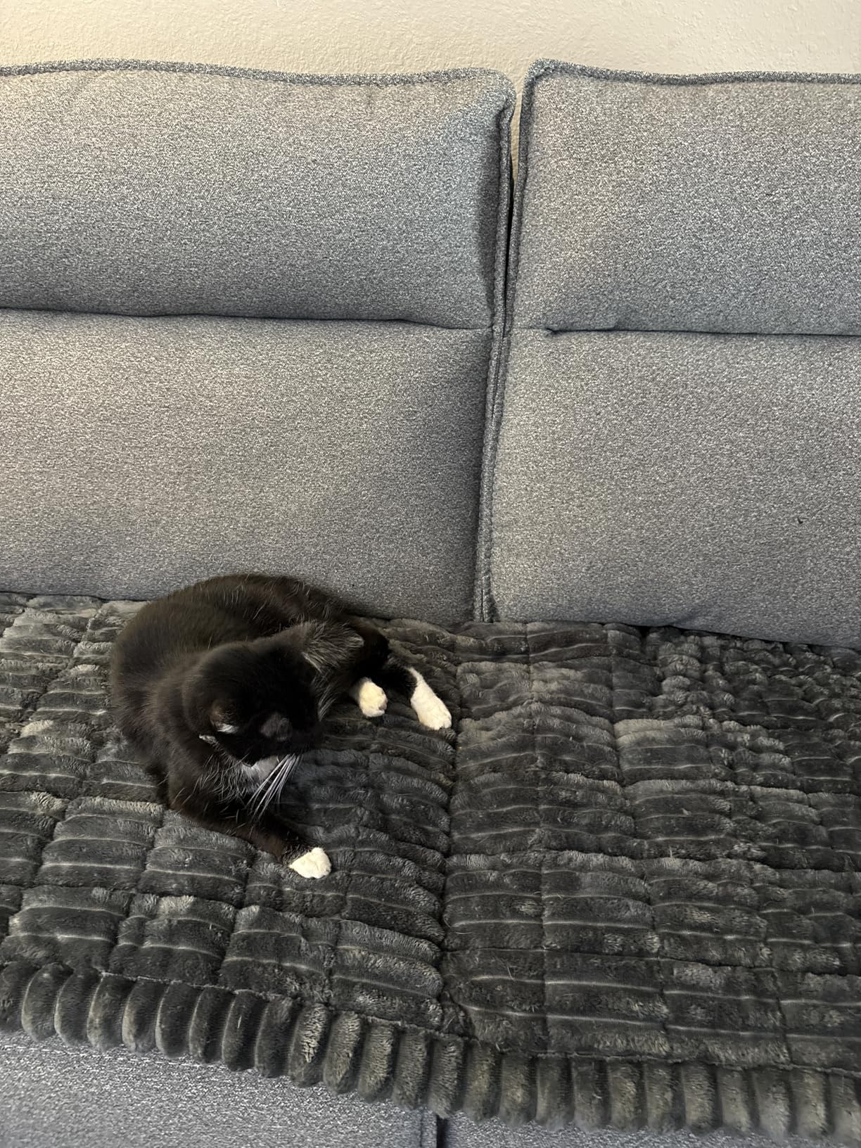 Cat lounging on a textured sofa, looking relaxed