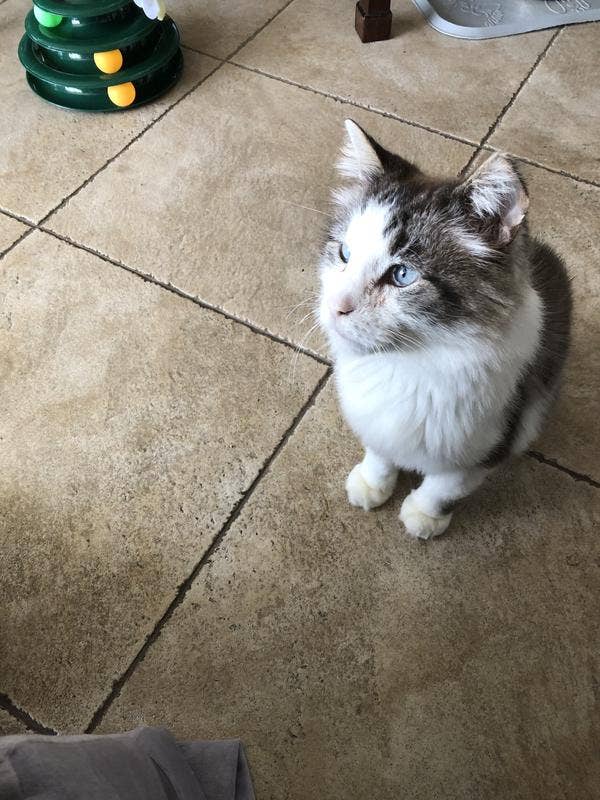reveiewer;s feline  sitting connected  a tiled level  looking to the broadside  with a artifact  successful  the background