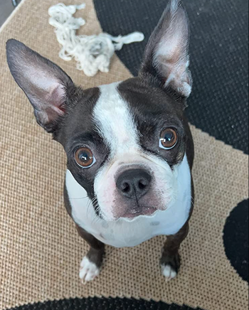 A reviewer's small dog