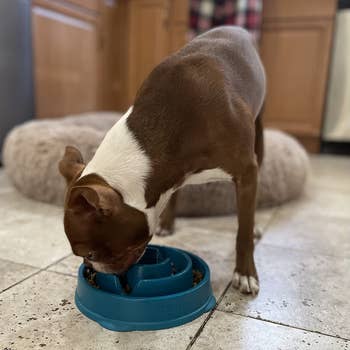 another reviewer's dog eating from the bowl