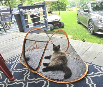 A fluffy feline lounges successful a portable mesh favored structure connected a porch, with a play cart and car disposable successful the background