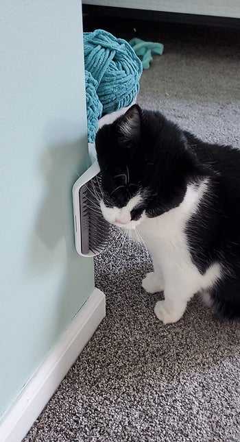 Another reviewer's black and white cat rubbing it's face on the scratcher