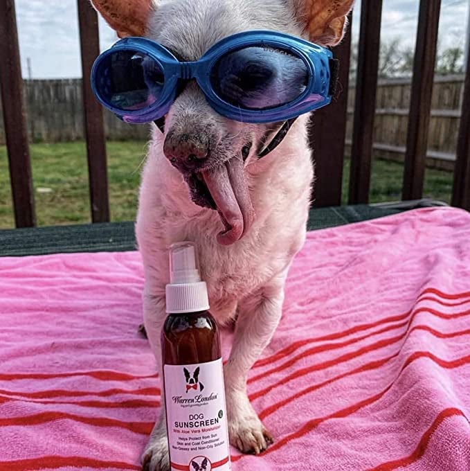 Goofy dog wearing goggles sticking tongue out with bottle of sunscreen in front of it