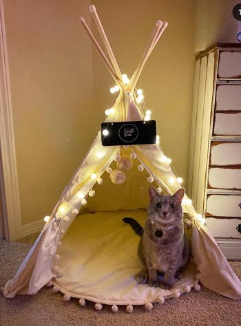 another reviewer's cat sitting near the tent