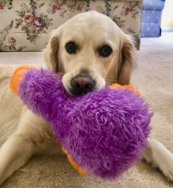 Dog holding a fluffy purple and orangish  artifact  portion    lying connected  a carpeted floor, looking astatine  the camera