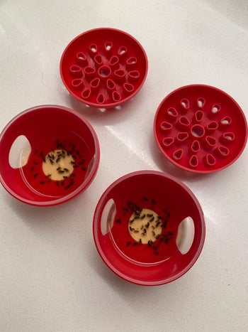 two open traps with dead fruit flies in them