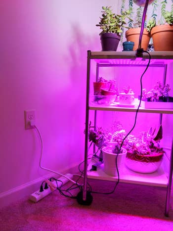 the same reviewer showing an overall shot of the plug, plants, and turned on grow light