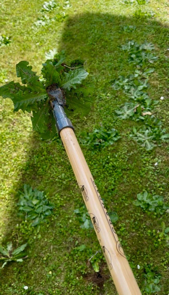 A gardening instrumentality with a woody grip grips a weed, pulling it from a grassy lawn
