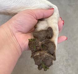 Person holds a dog's paw with grass stuck in it, relevant to pet grooming supplies