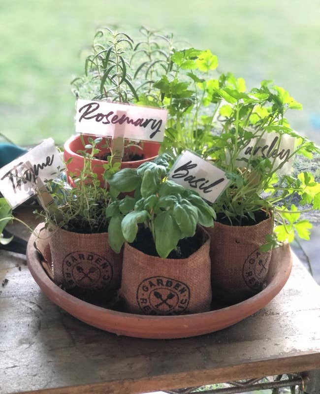 reviewer showing their herbs grown using the seeds 