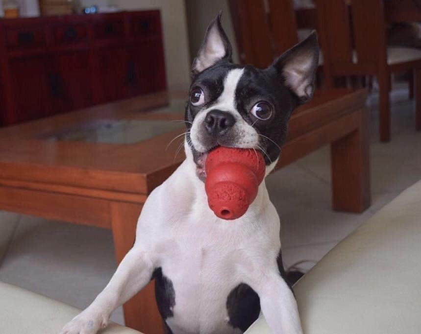 Reviewer pic of their dog with the red Kong in their mouth