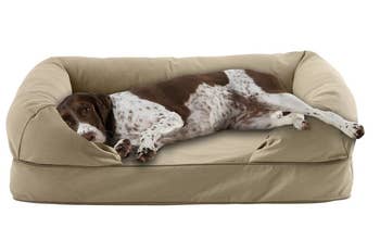 setter doggie on beige couch