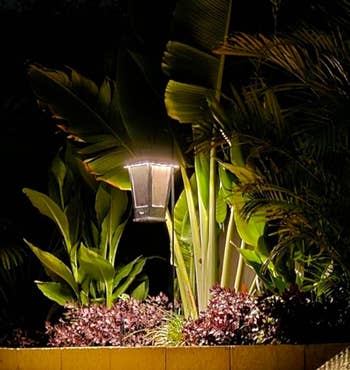 Outdoor lamp illuminating surrounding foliage at night