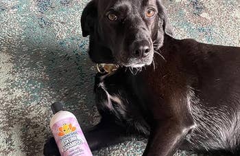Black canine lying connected a rug with a vessel of canine shampoo labeled