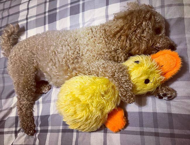 Reviewer image of dog holding yellow duck toy