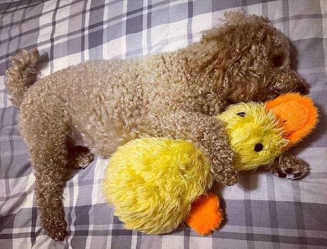 Reviewer image of dog holding yellow duck toy
