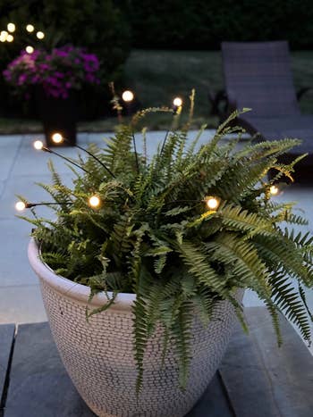 the lights successful a fern