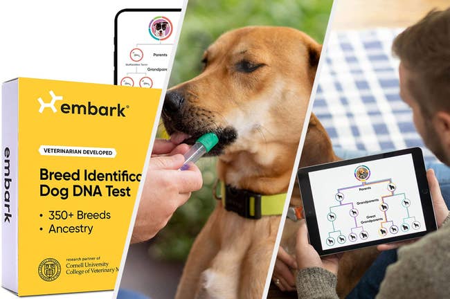 Product box next to dog licking test tube, and model looking at test result on tablet