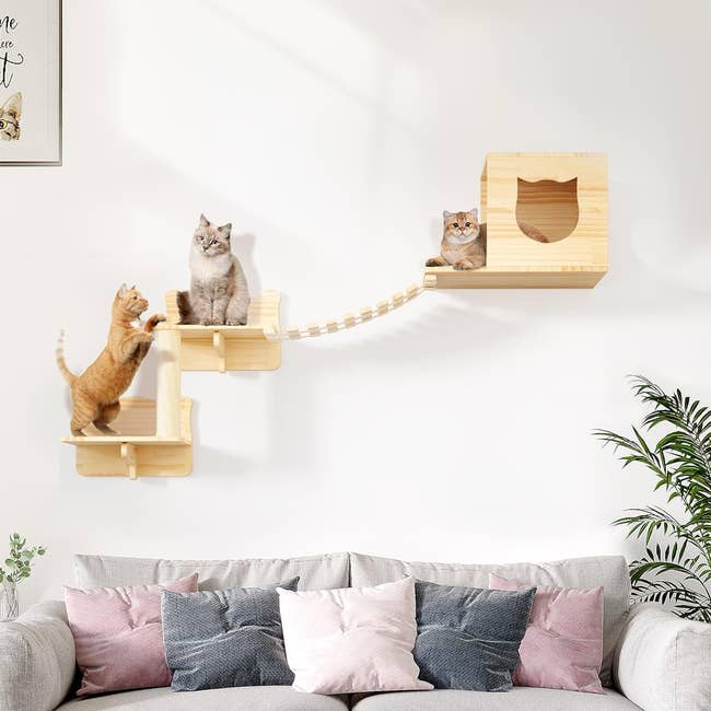Three cats on wall-mounted cat furniture above a couch; includes a bridge, platforms, and a shelter