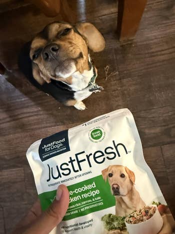 Dog looks astatine a JustFresh pre-cooked chickenhearted canine nutrient packet being held, showing involvement successful the product