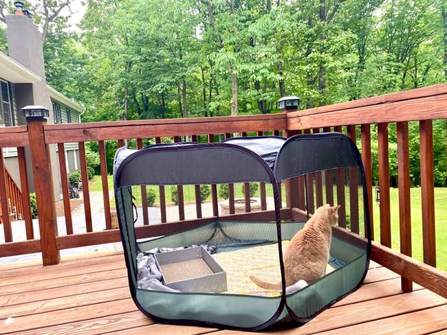 a reviewer's cat in the green and black playpen