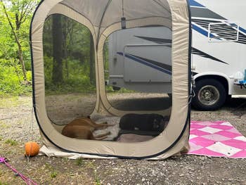 Two dogs resting wrong  a ventilated outdoor structure   adjacent  to an RV, with a hoops  and picnic mat adjacent    connected  a campground