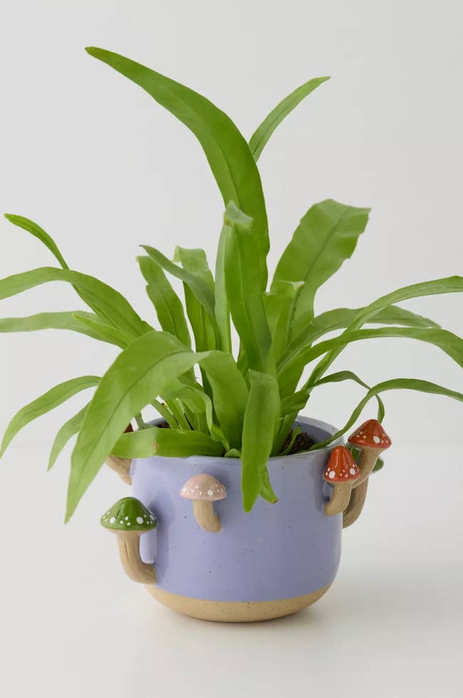 Plant in a unique pot with 3D mushroom designs, ideal for home decor shopping inspiration