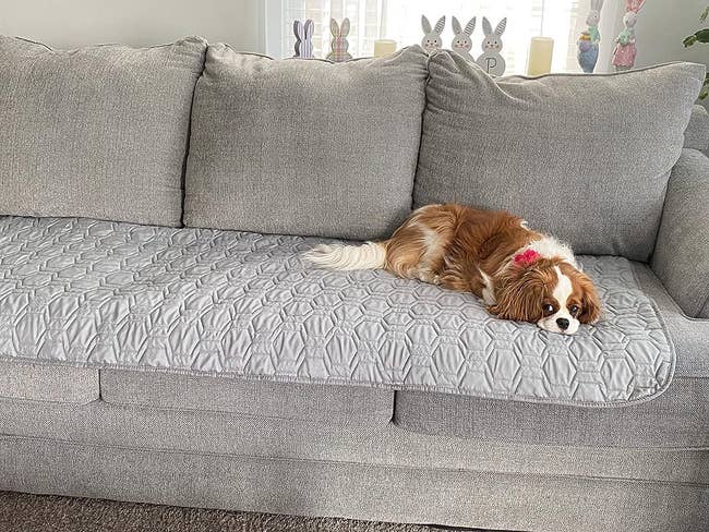 reviewer's dog on a gray sofa cover