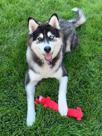 reviewer photo of their large dog with its red toy