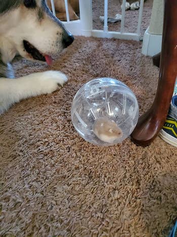 A reviewer's dog sniffer around the hamster inside the ball