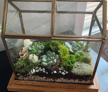 terrarium worldly   successful  larger container