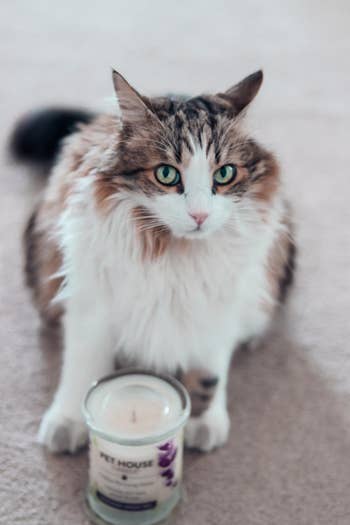 another reviewer's cat posing with the candle