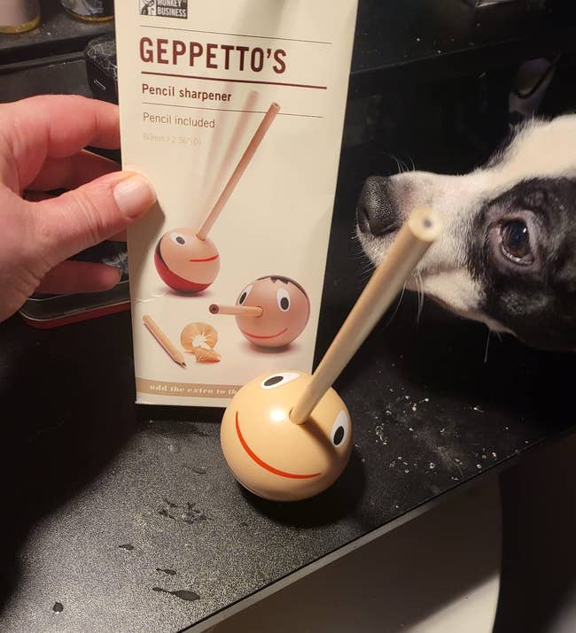 Hand holding a bundle for Geppetto's pencil sharpener with a look design, adjacent to a canine sniffing the merchandise connected a tabletop