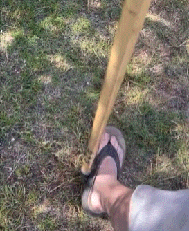 Close-up of a person in sandals stepping on a shovel in a grassy area, using their foot to push it into the ground